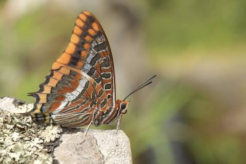 Borboleta-do-medronheiro (Charaxes jasius)